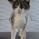 Kot do adopcji, Grudziądz, 29 kwietnia 2025