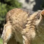 Imię: Leopold Chip: 982061600049643 Płeć : Samiec Wiek: kwiecień 2014 Wielkość: mała Dzieci: w wieku szkolnym Kastracja/sterylizacja: tak Inne Psy: akceptuje inne psy Charakter: Leopold to nieufny chł