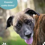 Pies do adopcji, Dąbrówka, 14 maja 2025