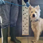 Znaleziono psa, Chełmek, 16 maja 2025