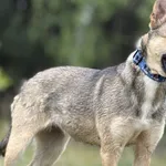 Imię:  Kasia Chip: 616093903060429 Płeć : Samica Wiek: maj 2024 Wielkość:  Średni Kastracja/sterylizacja:  Tak Inne Psy:  Akceptuje towarzystwo suczek i psów. Dzieci:  W wieku szkolnym  Charakter:  Ka