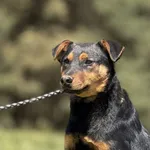 Imię:  Jacuś Chip: 616093903019956 Płeć : Samiec Wiek: grudzień 2024 Wielkość:  maly Kastracja/sterylizacja:  Tak Inne Psy:  Akceptuje towarzystwo suczek i psów. Dzieci:  W wieku szkolnym  Charakter: 