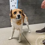 Znaleziono psa, Chełmek, 15 maja 2025