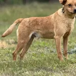 Imię:  Błażej Chip: 616093902282202 Płeć : Samiec Wiek: styczeń 2015 Wielkość:  mały Kastracja/sterylizacja:  Tak Inne Psy:  Akceptuje towarzystwo suczek i psów. Dzieci:  W wieku szkolnym  Charakter: 