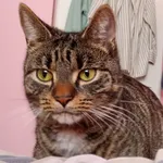 Zaginął kot, Białystok, 17 maja 2025