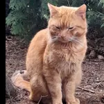 Zaginął kot, Łódź, 17 maja 2025