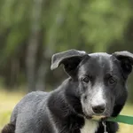 Pies do adopcji, Pieczyska, 16 maja 2025