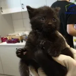 Kot do adopcji, Szczecin, 16 maja 2025