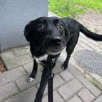 Pies do adopcji, Włocławek, 16 maja 2025