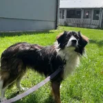 Pies do adopcji, Włocławek, 16 maja 2025