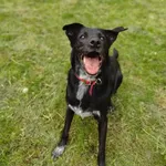 Sara to mądra sunia, której świat się zawalił. Z ciepłego domu trafiła do schroniska. Jest bardzo wpatrzona w człowieka, pragnie kontaktu. Uwielbia zabawy piłeczką. Zna też kilka komend. Będzie wspani