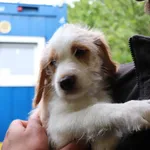 Znaleziono psa, Łódź, 17 maja 2025