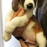 Znaleziono psa, Łódź, 17 maja 2025