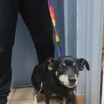 Znaleziono psa, Sosnowiec, 15 maja 2025