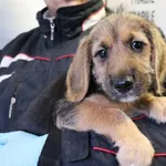 Znaleziono psa, Łódź, 17 maja 2025