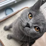 Zaginął kot, Gdańsk, 18 maja 2025