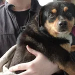 PIES ZNALEZIONY 17.05.2025