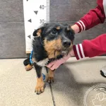 Znaleziono psa, Chełmek, 16 maja 2025