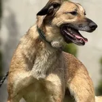 Imię: Bastek Chip: 616093902336301 Płeć : Samiec Wiek: styczeń 2023 Wielkość:  średni Kastracja/sterylizacja:  Tak Inne Psy:  Akceptuje towarzystwo suczek i psów. Dzieci:  Charakter: Bastek to sympaty