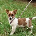 Znaleziono psa, Toruń, 3 maja 2025