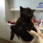 Kot do adopcji, Szczecin, 19 maja 2025