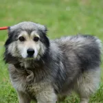 Pies do adopcji, Ropczyce, 19 maja 2025