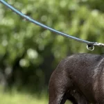 Imię: Seba Chip: 616093902212509 Płeć : Samiec Wiek: styczeń 2020 Wielkość:  mały Kastracja/sterylizacja:  Tak Inne Psy:  Akceptuje towarzystwo suczek i psów. Dzieci:  Charakter: Seba to sympatyczny e