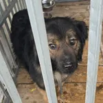 Znaleziono psa, Radom, 17 maja 2025