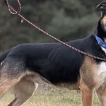 Imię: Maksym Chip: 616093902550343 Płeć : Samiec Wiek: styczeń 2021 Wielkość:  duży Kastracja/sterylizacja:  Tak Inne Psy:  Akceptuje towarzystwo suczek i psów. Dzieci:  Charakter: Maksym to energiczn