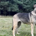 Imię: Jamajka Chip: 616093902212615 Płeć : Samica Wiek: listopad 2022 Wielkość:  duży Kastracja/sterylizacja:  Tak Inne Psy:  Akceptuje towarzystwo suczek i psów. Dzieci:  Charakter: Jamajka to sympat