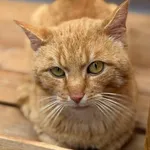 Znaleziono kota, Lublin, 18 maja 2025