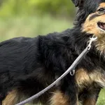 Imię: Elena Chip: 616093902541455 Płeć : Samica Wiek: styczeń 2019 Wielkość:  mała Kastracja/sterylizacja:  Tak Inne Psy:  Akceptuje towarzystwo suczek i psów. Dzieci:  Charakter: Elena to sympatyczna