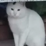 Zaginął kot, Pielgrzymowice, 19 maja 2025