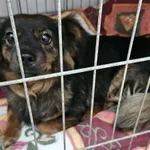 Znaleziono psa, Radom, 17 maja 2025