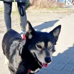 Oddam psa, Warszawa, 19 maja 2025