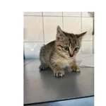 Znaleziono kota, Białystok, 17 maja 2025