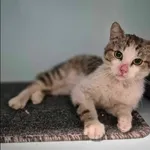 Znaleziono kota, Grudziądz, 18 maja 2025