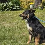 Pies do adopcji, Ropczyce, 19 maja 2025