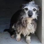 Pies do adopcji, Bełchatów, 8 kwietnia 2025