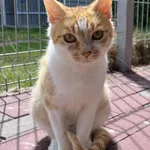 Kot do adopcji, Włocławek, 18 maja 2025