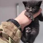 Znaleziono kota, Toruń, 17 maja 2025