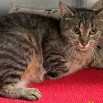 Znaleziono kota, Racławice, 15 maja 2025