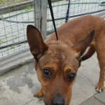 Znaleziono psa, Gdańsk, 20 maja 2025