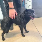 Znaleziono psa, Chełmek, 21 maja 2025