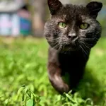 Kot do adopcji, Piła, 22 marca 2025