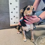 Znaleziono psa, Chełmek, 21 maja 2025