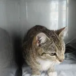 KOTKA PRZYWIEZIONA Z INTERWENCJI 19-05-2025