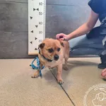 Znaleziono psa, Chełmek, 21 maja 2025