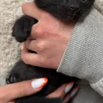 Znaleziono kota, Racławice, 15 maja 2025