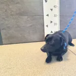 Znaleziono psa, Chełmek, 21 maja 2025